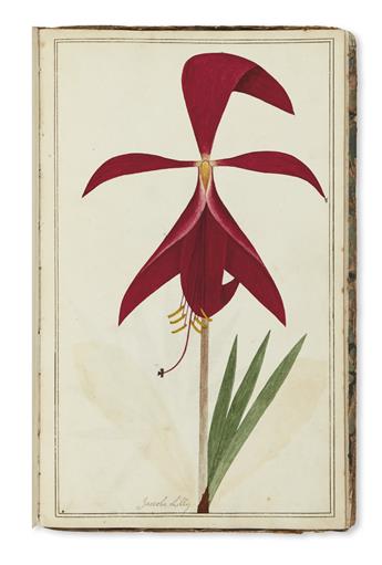 (BOTANICAL.) English School. Eighteenth-century botanical watercolors.